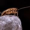 Kako se riješiti dosadnih insekata i drugih kućnih štetočina