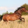 Sve faze u životu konja i činjenice o njima koje do sada možda niste znali