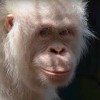 Jedini bijeli orangutan na planeti snimljen u prašumi nakon puštanja na slobodu