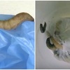 Slučajno, ali važno otkriće: Bijele gusjenice proždiru plastični otpad