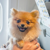 Veterinar otkrio kako da pripremite ljubimce za avionski let