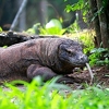 Čudesni prirodni fenomen: Ženka komodo zmaja rodila mladunce bez parenja s mužjakom