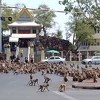 Panika na Tajlandu: Stotine gladnih majmuna bore se na ulicama oko hrane