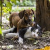 Mačke i psi ne mogu se zaraziti koronavirusom