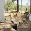 Hiljade pasa naseljava Zemlju lutalica: Svaki dobio ime i pravo na život