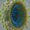 Koronavirus nije napravljen u laboratoriji: Naučnici otkrivaju kako je nastao