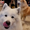 Dogst Trust pokrenuo inicijativu da se omogući izvođenje pasa nakon policijskog sata u cijeloj BiH