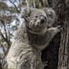 Nakon katastrofalnih požara u Australiji koale se vraćaju u divljinu