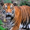 Koronavirusom zaražena i tigrica iz zoološkog vrta u New Yorku