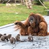 Orangutani i vidre u belgijskom zoološkom vrtu postali najbolji prijatelji