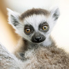 Bečki zoološki vrt Schonbrunn bogatiji za bebu lemura