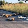 Lavovi se izležavaju na ulici u Južnoj Africi dok su ljudi zatvoreni u kućama