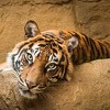 Četiri tigra i tri lava zaraženi koronavirusom u zoološkom vrtu u New Yorku