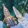 Jedanaest mladunaca krokodila pobjeglo iz australskog parka