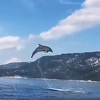 Fascinantni prizori s Korčule: Delfini priredili pravi spektakl za oči