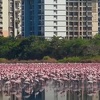 Nesvakidašnji prizor u Indiji: Jata flamingosa preplavila Mumbai