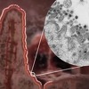 Koronavirus bi mogao početi slabiti, naučnici otkrili novu mutaciju