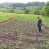 Osigurana poljoprivredna pomoć za 276 porodica iz četiri bh. općine