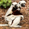Nedostatak turizma na Madagaskaru ozbiljna je prijetnja opstanku lemura