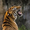 Indonezija: Zoološki vrt bi mogao biti primoran ubijati životinje kako bi nahranio druge