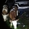 Pripadnici granične policije Zvornik spriječili krijumčarenje stoke