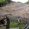 Radončić informirao Predsjedništvo o problemu sječe šume: Karte BiH i Hrvatske se ne podudaraju