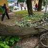 Posljedice nevremena u Banjoj Luci: Oluja oborila pet stabala, oštećen automobil
