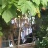 Više od 100 navijača napalo vlasnika Panathinaikosa u njegovoj kući