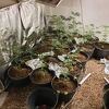 SIPA u Sarajevu otkrila laboratoriju za proizvodnju marihuane