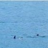 Morski pas primjećen u blizini plaže u Dubrovniku, posjetioci preplašeni