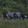 Migrant koji je pokušao napasti policajku u Banjoj Luci nije Palestinac