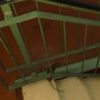 Stanari u sarajevskom naselju Hrasno se žale na žohare i pacove, upravitelj tvrdi da je reagovao