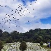 Memorijalni let više od 600 golubova pismonoša od Srebrenice do Sarajeva