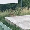 Lisice sišle u sarajevsko naselje Kromolj, niko ne želi da ih ukloni