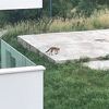 Sarajevo: Lisice sa Kromolja još uvijek nisu uhvaćene, inspekcija kaže da je to "komplikovan proces"