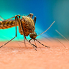 Opustite se, komarci ne mogu prenositi koronavirus