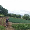 Poljoprivrednici iz Bugojna uporni uprkos problemima zbog koronavirusa: Ništa neće doći samo
