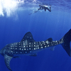 Miroljubiva kit-ajkula napala Australku koja je razgledala koraljni greben Ningaloo