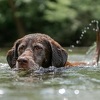 PETA izdala upozorenje: Zaštitite svoje četveronožne prijatelje tokom vrelih dana
