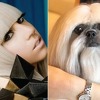 Upoznajte psa koji je postao zvijezda Instagrama zahvaljujući Lady Gagi