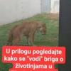 Video lavice u Pionirskoj dolini uznemirio građane, iz Parka demantuju da je životinja bolesna