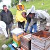Bh. pčelari počinju sa proizvodnjom pčelinjeg otrova za upotrebu u farmaceutskoj industriji