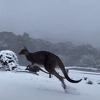 Australac snimio kengure koji skakuću po snijegu i traže hranu