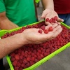 Proizvođačima malina prihvatljiva cijena od 3,50 KM po kilogramu