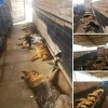 Fotografije ubijenih pasa šokirale Zeničane, podnesene prijave i zatražena istraga