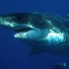 Ajkula usmrtila surfera u Australiji