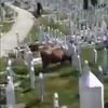 Sarajevo: Krave pasle travu na gradskom groblju Vlakovo, nadležni se izvinili građanima