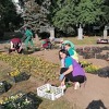 Preduzeće Park započelo jesenje cvjetno ukrašavanje zelenih površina u Sarajevu