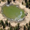 Riješena misterija uginuća 330 slonova u Bocvani