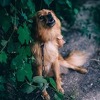 Razlozi zbog kojih vaš pas prečesto laje: Veterinari objasnili kako da ga smirite
